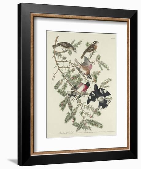 Rose-breasted Grosbeak, 1832-John James Audubon-Framed Premium Giclee Print