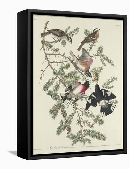 Rose-breasted Grosbeak, 1832-John James Audubon-Framed Premier Image Canvas