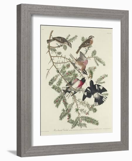 Rose-breasted Grosbeak, 1832-John James Audubon-Framed Giclee Print