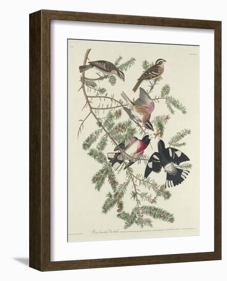 Rose-breasted Grosbeak, 1832-John James Audubon-Framed Giclee Print