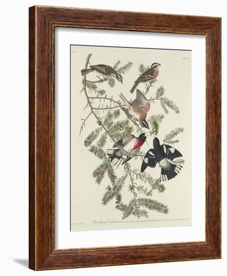 Rose-breasted Grosbeak, 1832-John James Audubon-Framed Giclee Print