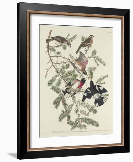 Rose-breasted Grosbeak, 1832-John James Audubon-Framed Giclee Print