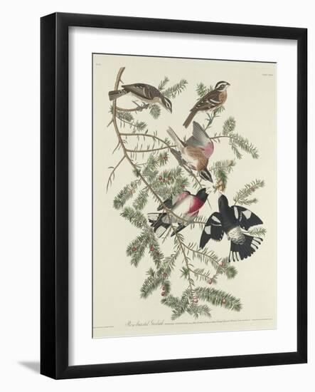 Rose-breasted Grosbeak, 1832-John James Audubon-Framed Giclee Print