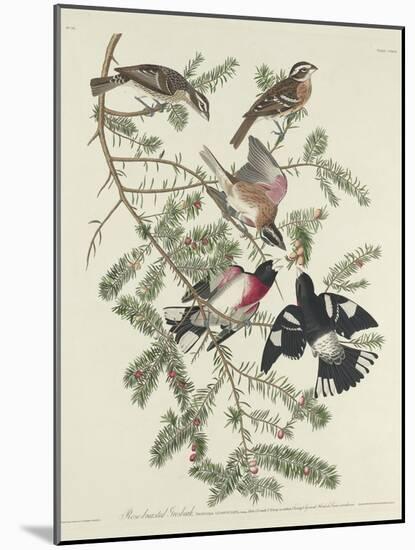 Rose-breasted Grosbeak, 1832-John James Audubon-Mounted Giclee Print