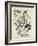 Rose-breasted Grosbeak, 1832-John James Audubon-Framed Giclee Print