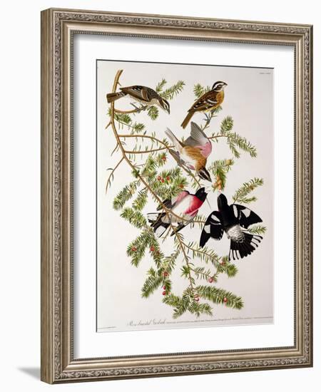 Rose-Breasted Grosbeak from "Birds of America"-John James Audubon-Framed Giclee Print