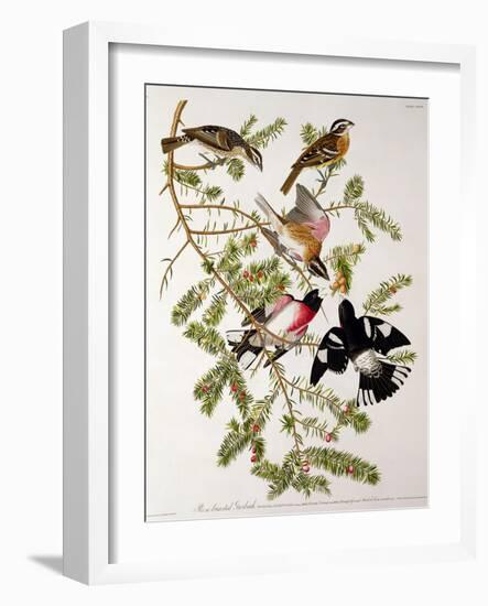 Rose-Breasted Grosbeak from "Birds of America"-John James Audubon-Framed Giclee Print