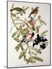 Rose-Breasted Grosbeak from "Birds of America"-John James Audubon-Mounted Giclee Print