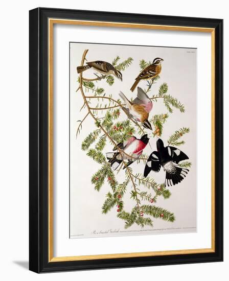 Rose-Breasted Grosbeak from "Birds of America"-John James Audubon-Framed Giclee Print