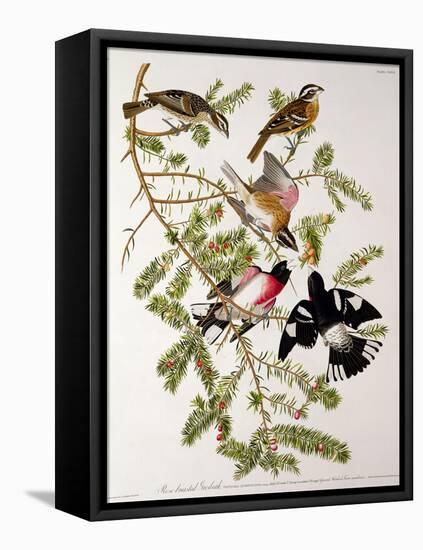 Rose-Breasted Grosbeak from "Birds of America"-John James Audubon-Framed Premier Image Canvas