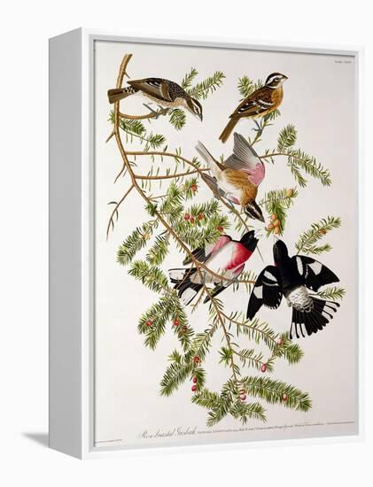 Rose-Breasted Grosbeak from "Birds of America"-John James Audubon-Framed Premier Image Canvas