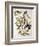 Rose-Breasted Grosbeak from "Birds of America"-John James Audubon-Framed Giclee Print