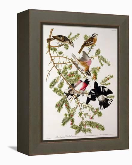 Rose-Breasted Grosbeak from "Birds of America"-John James Audubon-Framed Premier Image Canvas