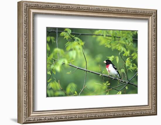 Rose-Breasted Grosbeak Male in Common Hackberry Tree, Marion, Il-Richard and Susan Day-Framed Photographic Print
