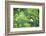 Rose-Breasted Grosbeak Male in Common Hackberry Tree, Marion, Il-Richard and Susan Day-Framed Photographic Print