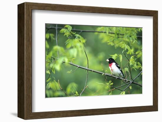 Rose-Breasted Grosbeak Male in Common Hackberry Tree, Marion, Il-Richard and Susan Day-Framed Photographic Print