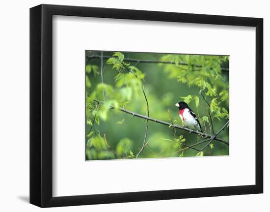 Rose-Breasted Grosbeak Male in Common Hackberry Tree, Marion, Il-Richard and Susan Day-Framed Photographic Print