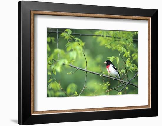 Rose-Breasted Grosbeak Male in Common Hackberry Tree, Marion, Il-Richard and Susan Day-Framed Photographic Print