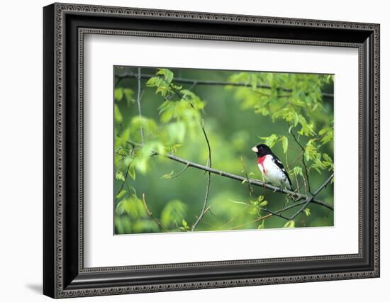 Rose-Breasted Grosbeak Male in Common Hackberry Tree, Marion, Il-Richard and Susan Day-Framed Photographic Print