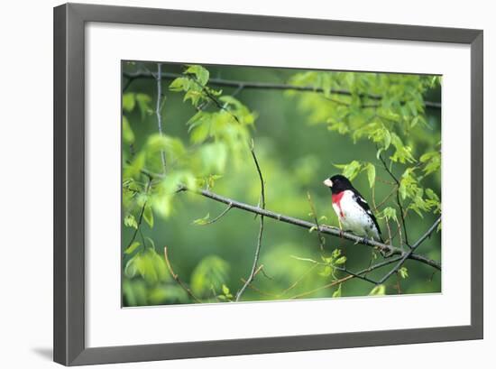 Rose-Breasted Grosbeak Male in Common Hackberry Tree, Marion, Il-Richard and Susan Day-Framed Photographic Print