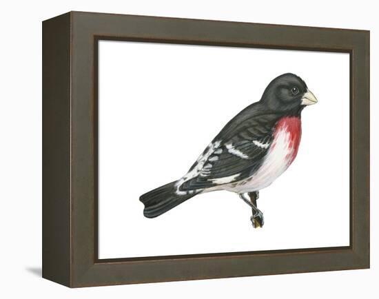 Rose-Breasted Grosbeak (Pheucticus Ludovicianus), Birds-Encyclopaedia Britannica-Framed Stretched Canvas