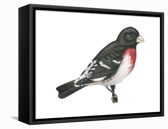 Rose-Breasted Grosbeak (Pheucticus Ludovicianus), Birds-Encyclopaedia Britannica-Framed Stretched Canvas