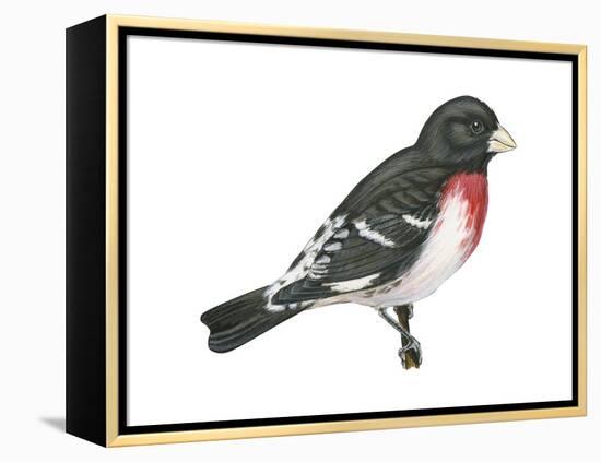 Rose-Breasted Grosbeak (Pheucticus Ludovicianus), Birds-Encyclopaedia Britannica-Framed Stretched Canvas