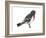 Rose-Breasted Grosbeak (Pheucticus Ludovicianus), Birds-Encyclopaedia Britannica-Framed Art Print