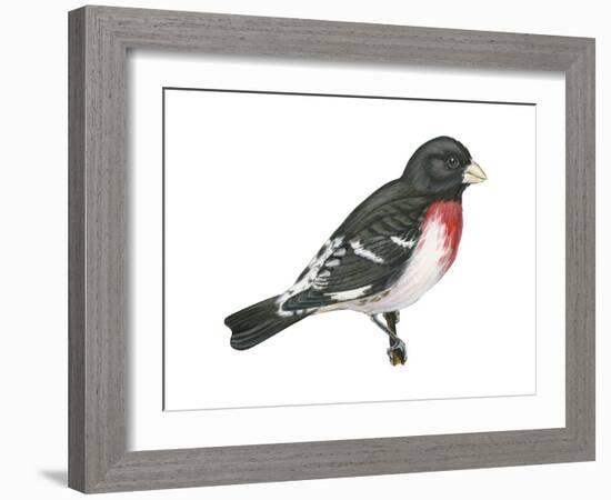 Rose-Breasted Grosbeak (Pheucticus Ludovicianus), Birds-Encyclopaedia Britannica-Framed Art Print