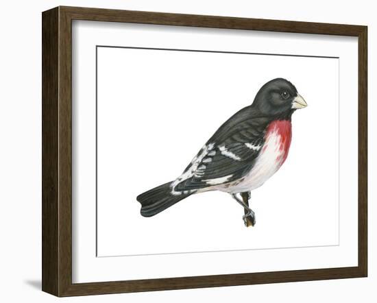 Rose-Breasted Grosbeak (Pheucticus Ludovicianus), Birds-Encyclopaedia Britannica-Framed Art Print