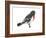 Rose-Breasted Grosbeak (Pheucticus Ludovicianus), Birds-Encyclopaedia Britannica-Framed Art Print