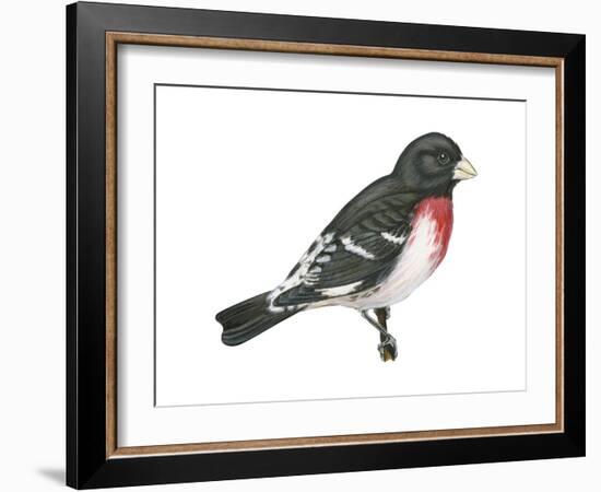 Rose-Breasted Grosbeak (Pheucticus Ludovicianus), Birds-Encyclopaedia Britannica-Framed Art Print