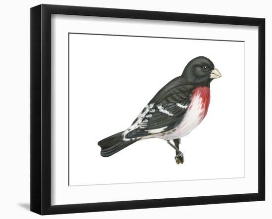 Rose-Breasted Grosbeak (Pheucticus Ludovicianus), Birds-Encyclopaedia Britannica-Framed Art Print