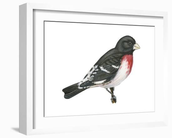 Rose-Breasted Grosbeak (Pheucticus Ludovicianus), Birds-Encyclopaedia Britannica-Framed Art Print