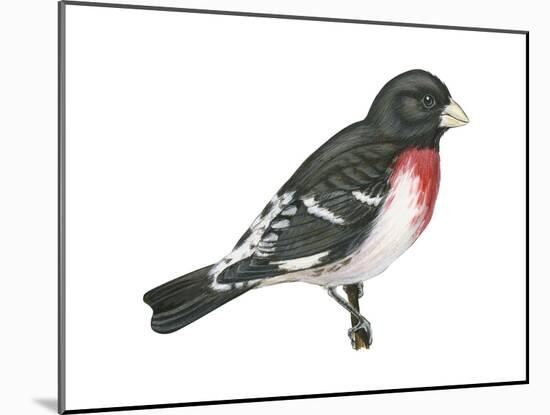 Rose-Breasted Grosbeak (Pheucticus Ludovicianus), Birds-Encyclopaedia Britannica-Mounted Art Print