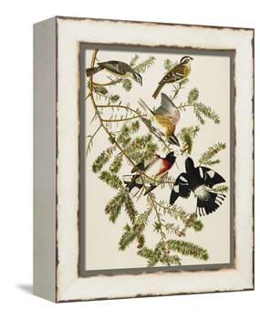 Rose-Breasted Grosbeak (Pheuticus Ludovicianus), Plate Cxxvii, from 'The Birds of America'-John James Audubon-Framed Premier Image Canvas