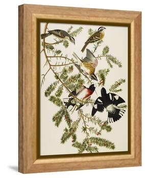 Rose-Breasted Grosbeak (Pheuticus Ludovicianus), Plate Cxxvii, from 'The Birds of America'-John James Audubon-Framed Premier Image Canvas