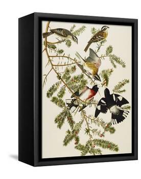 Rose-Breasted Grosbeak (Pheuticus Ludovicianus), Plate Cxxvii, from 'The Birds of America'-John James Audubon-Framed Premier Image Canvas