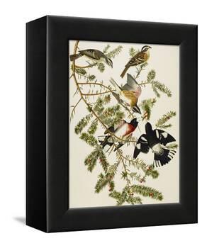 Rose-Breasted Grosbeak (Pheuticus Ludovicianus), Plate Cxxvii, from 'The Birds of America'-John James Audubon-Framed Premier Image Canvas