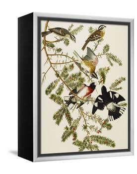 Rose-Breasted Grosbeak (Pheuticus Ludovicianus), Plate Cxxvii, from 'The Birds of America'-John James Audubon-Framed Premier Image Canvas