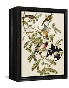 Rose-Breasted Grosbeak (Pheuticus Ludovicianus), Plate Cxxvii, from 'The Birds of America'-John James Audubon-Framed Premier Image Canvas