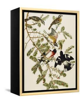 Rose-Breasted Grosbeak (Pheuticus Ludovicianus), Plate Cxxvii, from 'The Birds of America'-John James Audubon-Framed Premier Image Canvas