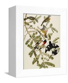 Rose-Breasted Grosbeak (Pheuticus Ludovicianus), Plate Cxxvii, from 'The Birds of America'-John James Audubon-Framed Premier Image Canvas