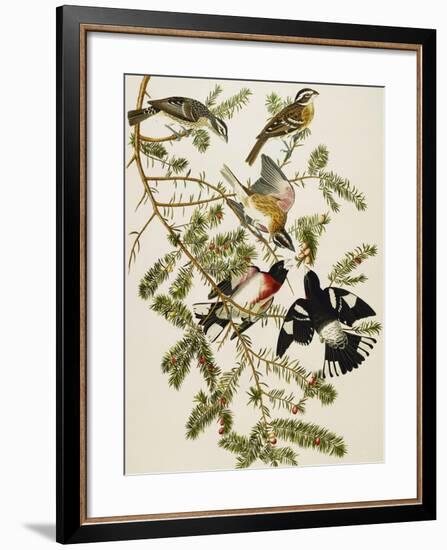 Rose-Breasted Grosbeak (Pheuticus Ludovicianus), Plate Cxxvii, from 'The Birds of America'-John James Audubon-Framed Giclee Print