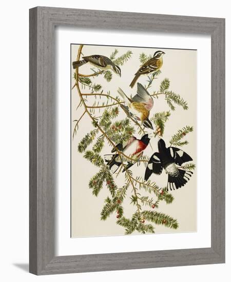 Rose-Breasted Grosbeak (Pheuticus Ludovicianus), Plate Cxxvii, from 'The Birds of America'-John James Audubon-Framed Giclee Print