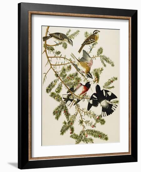 Rose-Breasted Grosbeak (Pheuticus Ludovicianus), Plate Cxxvii, from 'The Birds of America'-John James Audubon-Framed Giclee Print