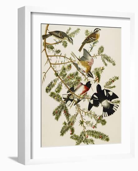 Rose-Breasted Grosbeak (Pheuticus Ludovicianus), Plate Cxxvii, from 'The Birds of America'-John James Audubon-Framed Giclee Print
