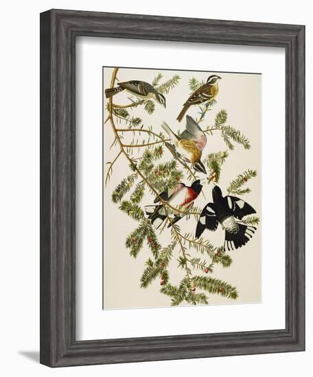 Rose-Breasted Grosbeak (Pheuticus Ludovicianus), Plate Cxxvii, from 'The Birds of America'-John James Audubon-Framed Giclee Print