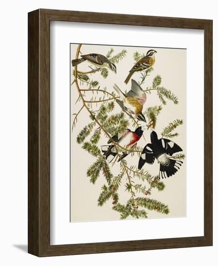 Rose-Breasted Grosbeak (Pheuticus Ludovicianus), Plate Cxxvii, from 'The Birds of America'-John James Audubon-Framed Giclee Print