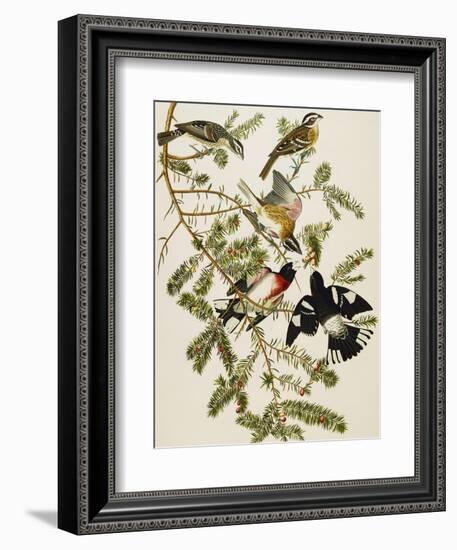 Rose-Breasted Grosbeak (Pheuticus Ludovicianus), Plate Cxxvii, from 'The Birds of America'-John James Audubon-Framed Giclee Print